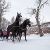 Ziemas kamanas