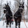 Ziemas kamanas