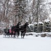 Ziemas kamanas
